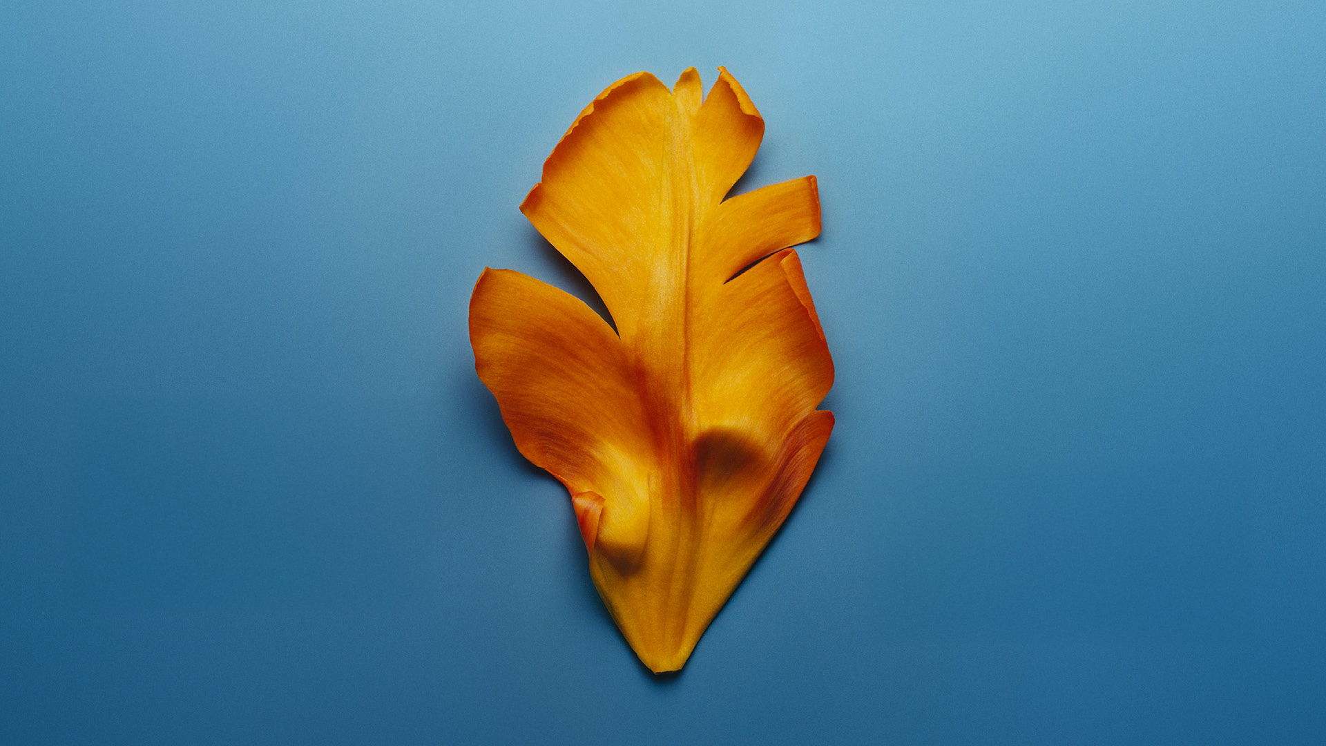 2026-Placeholder_Petalo