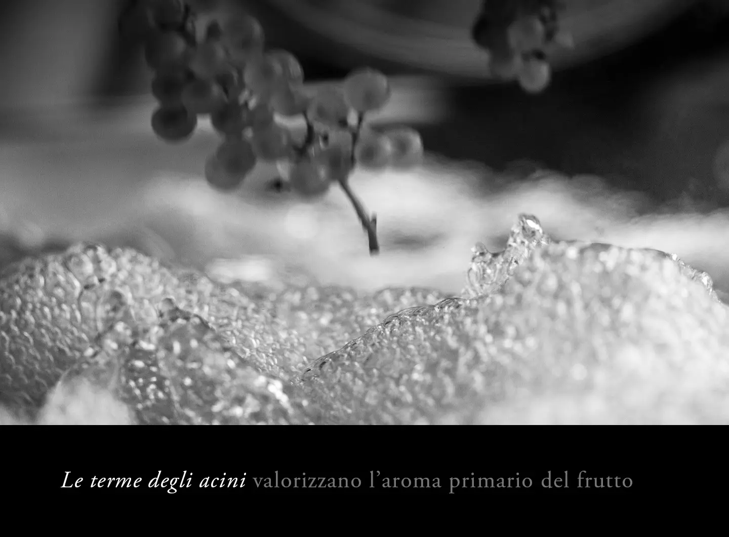 «Le terme degli acini» esaltano l'aroma primario del frutto.