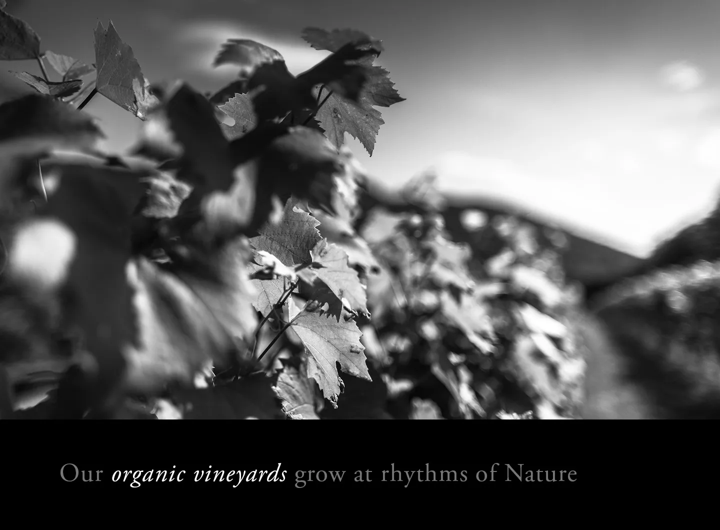 Our organic vineyard grow at rhythms of nature