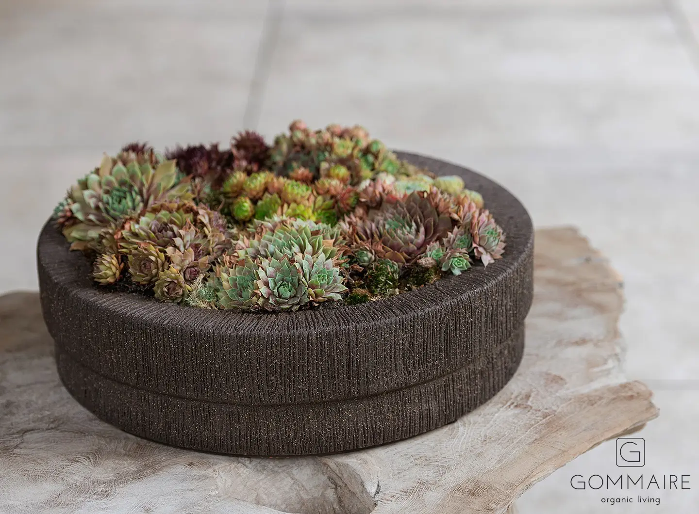Gommaire Bowl Ray