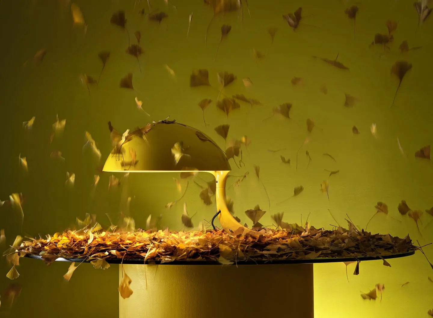 629_cobra_giallo_8883_gico_bilova_CROP.jpg