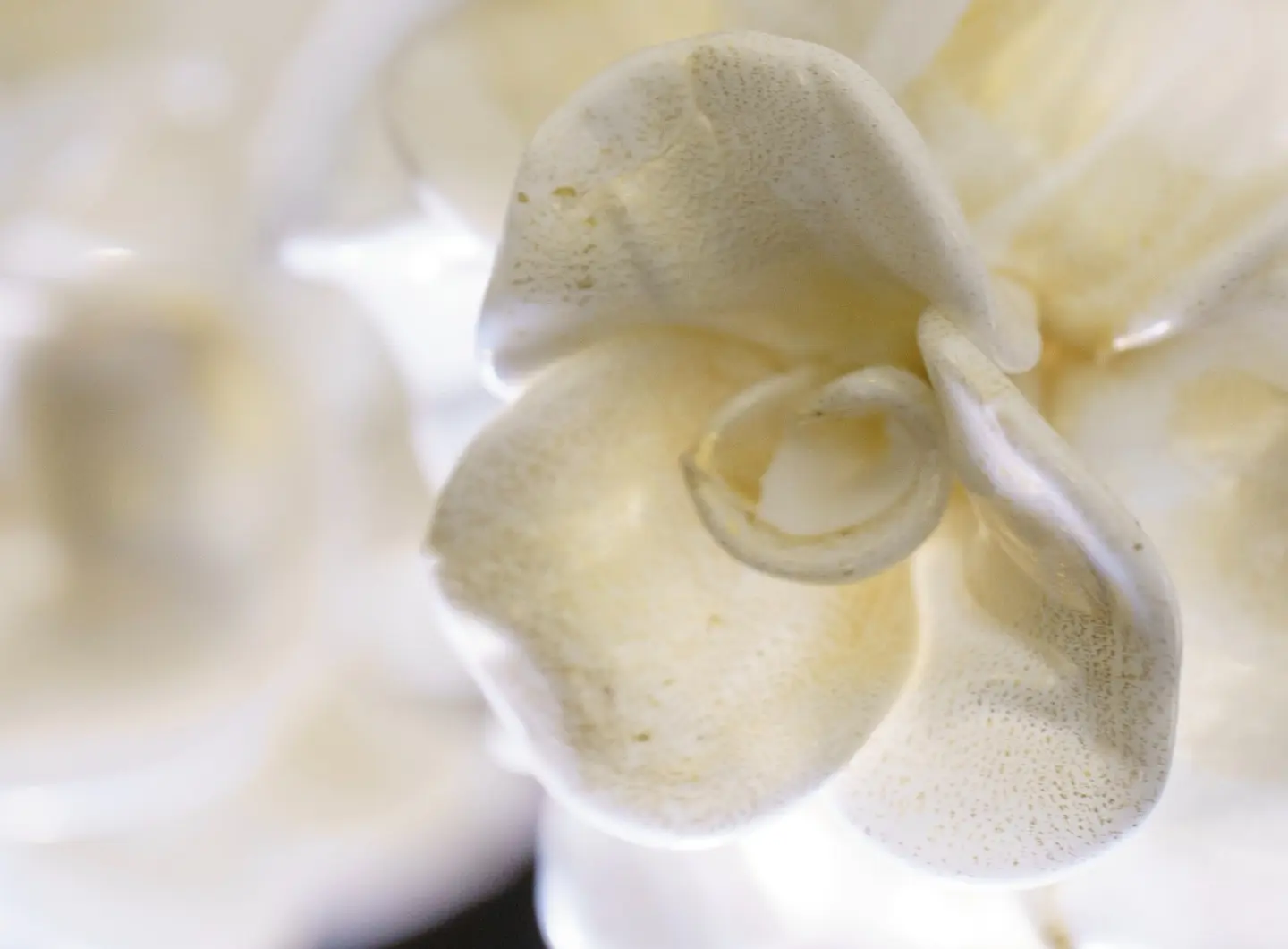 iDOGI_Joli_White_Chandelier__5_.jpg