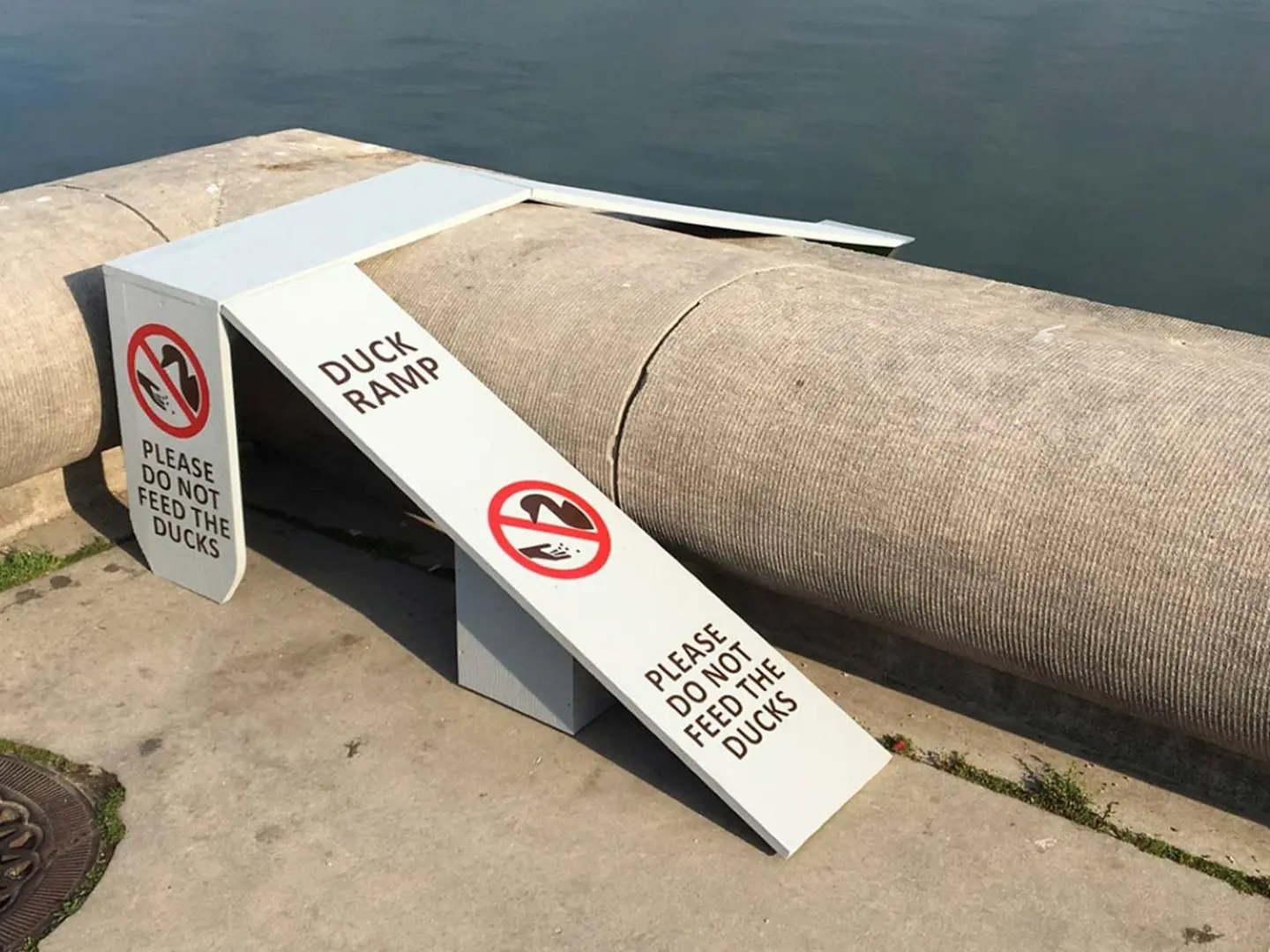 A ramp for ducks and ducklings built on Capitol Hill, Washington D.C.