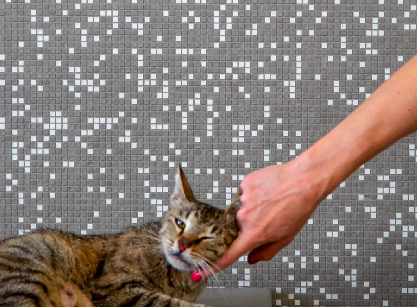 Micro 6 Mosaicomicro