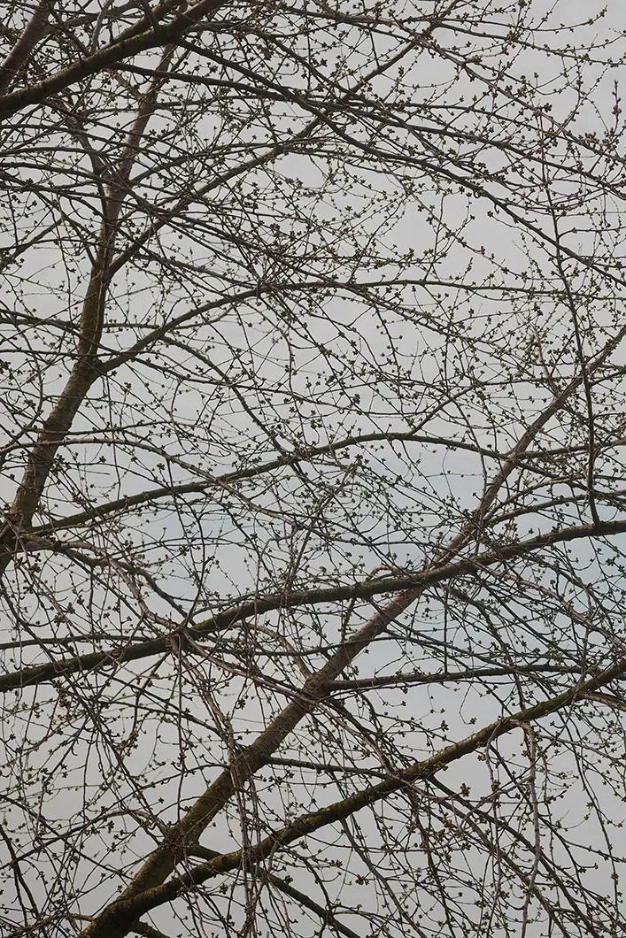 Arabeschi di Latte per Salone del Mobile.Milano + Sigma